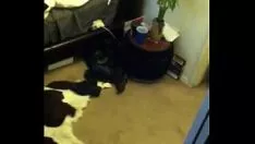 تشغيل أمي فقي